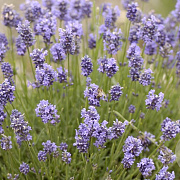 Lavandula angustifolia GM C5