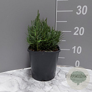 Lavandula ang. 'Rosea' GM 2,0L