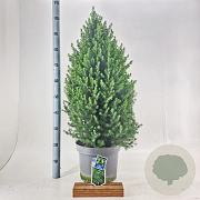 Picea gl. 'December' 60-80 cm p29