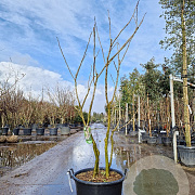 Albizia julibr. Ombrella 100-125 cm container