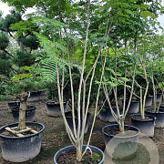 Albizia julibrissin 125-150 cm container meerstammig