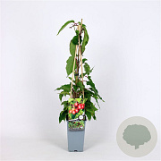 Actinidia a. 'Ananasnaya' 70 cm 2,0L