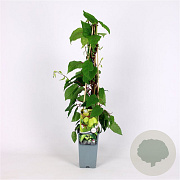 Actinidia a. 'Jumbo' 70 cm 2,0L