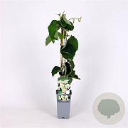Actinidia deliciosa 'Atlas' 70 cm 2,0L