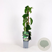 Actinidia deliciosa 'Hayward' 70 cm 2,0L