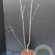 Acer griseum 60-80 cm 5,0L
