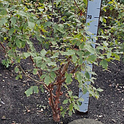 Acer griseum 80-100 cm met kluit