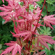 Acer pal. Brown Sugar 125-150 cm met kluit