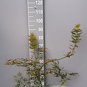 Acer pal. 'Dissectum' 60-80 cm 7,5L