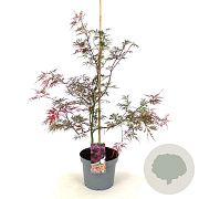 Acer pal. 'Garnet' 60-80 cm 7,5L