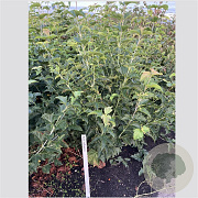 Acer rufinerve 125-150 cm 12L