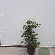 Aesculus parviflora 100-125 cm met kluit