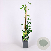 Akebia quinata 'Cream Form' 70 cm 2,0L