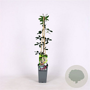 Akebia quinata 70 cm 2,0L