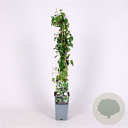 Ampelopsis glandulosa 'Elegans' 70 cm 2,0L