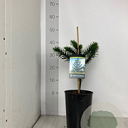 Araucaria araucana 30-40 cm 4,0L