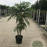 Aralia elata 150-175 cm met kluit