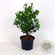 Arbutus unedo 60-80 cm 5,0L