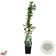 Arbutus unedo 70 cm 2,0L