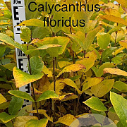 Calycanthus floridus 80-100 cm met kluit