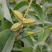 Carya illinoinensis 60-80 cm 5,0L