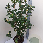 Camellia j. 'Brushfield's Yellow' 60-80 cm 7,5L