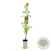 Campsis rad. 'Flamenco' 80-100 cm 2,0L veredeld