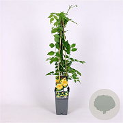 Campsis rad. 'Flava' 70 cm 2,0L
