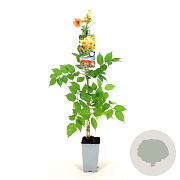 Campsis t. Indian Summer 80-100 cm 2,0L veredeld