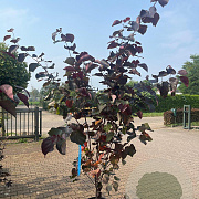 Cercis can. 'Forest Pansy' 175-200 cm 20L