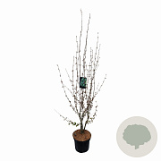 Cercidiphyllum japonicum 100-125 cm met kluit