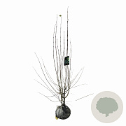 Cercidiphyllum japonicum 125-150 cm met kluit