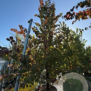Cercidiphyllum japonicum 200-250 cm 35L