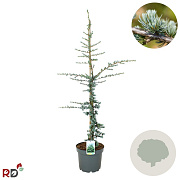 Cedrus l. 'Glauca' 125-150 cm 7,5L