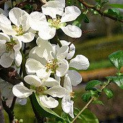 Chaenomeles spec. 'Nivalis' 70 cm 2,0L