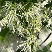 Chionanthus virginicus 50-60 cm met kluit