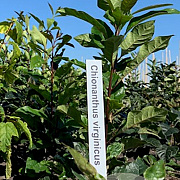 Chionanthus virginicus 60-80 cm met kluit