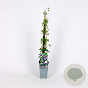 Clematis alpina 70 cm 2,0L