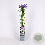 Clematis 'Bagatelle' 70 cm 2,0L