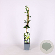 Clematis 'Early Sensation' 70 cm 2,0L