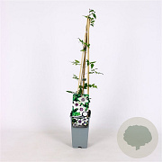 Clematis florida sieboldiana 70 cm 2,0L