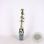 Clematis 'Joe' 70 cm 2,0L
