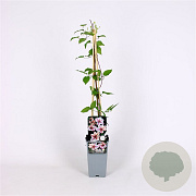 Clematis 'Jan Pawel II' 70 cm 2,0L