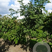 Cladrastis kentukea 100-125 cm met kluit