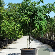 Cladrastis kentukea 150-175 cm met kluit