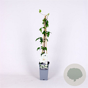 Clematis 'Mrs George Jackman' 70 cm 2,0L