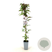 Clematis mont. rubens 80-100 cm 2,5L