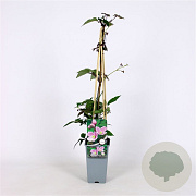 Clematis mont. 'Superba' 70 cm 2,0L