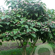 Clerodendrum trichotomum fargesii 175-200 cm met kluit