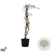 Corylus a. 'Contorta' 150-175 cm 12L